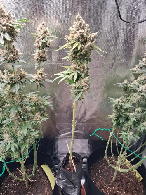 Bubble gum gelato. Week 13