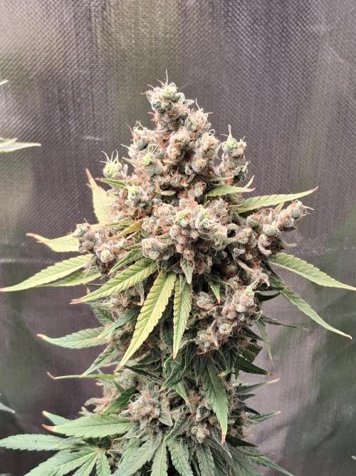 Bubblegum Gelato. Week 13
