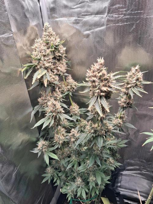 Kush mintz x2. Week 16