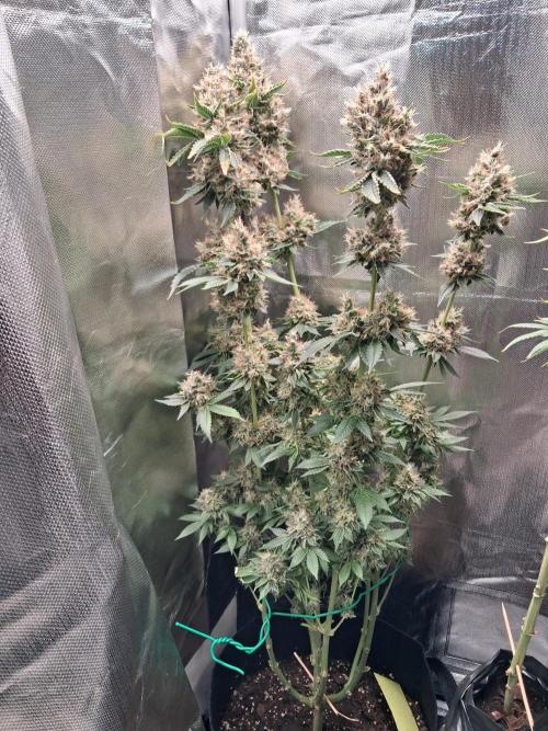 Kush mintz x2. Week 16