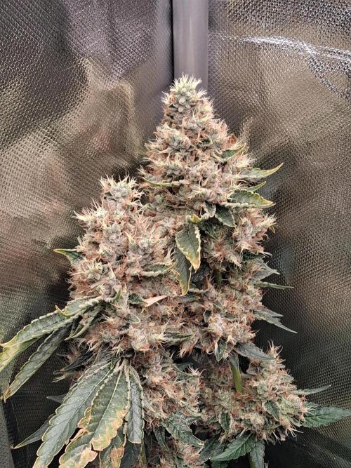 Kush mintz x2. Week 16