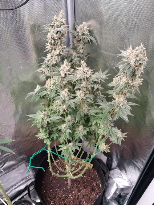 Kush mintz x2. Week 16