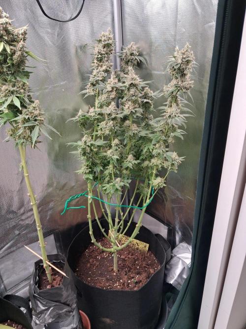 Kush mintz x2. Week 16