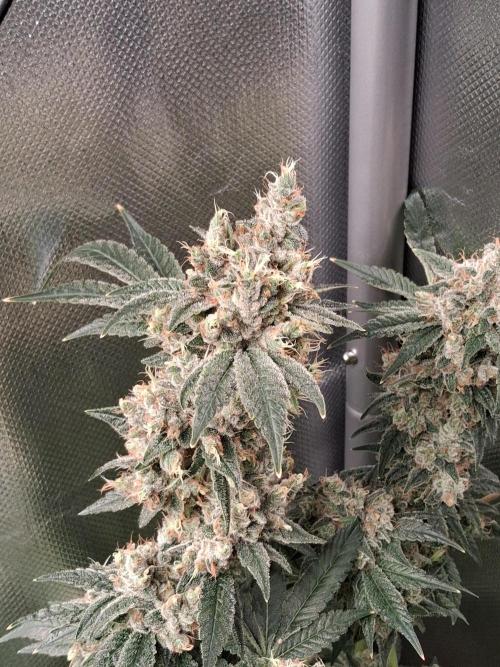 Kush mintz x2. Week 16