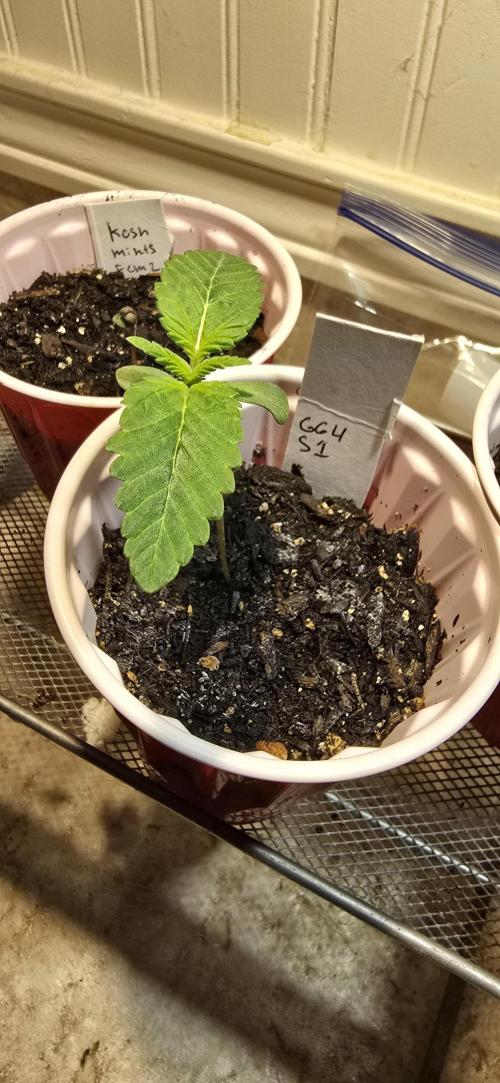 From seed. Week 1 - It's getting top heavy