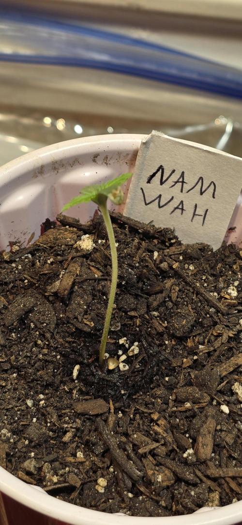 From seed. Week 1 - Symbiotic genetics 