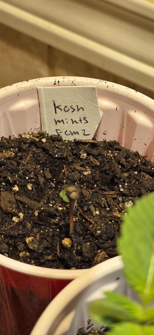 From seed. Week 1 - Sensi seeds freebie