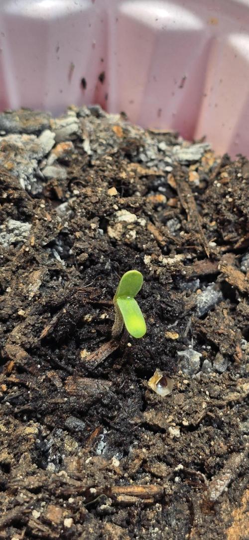 From seed. Week 1 - Random autoflower