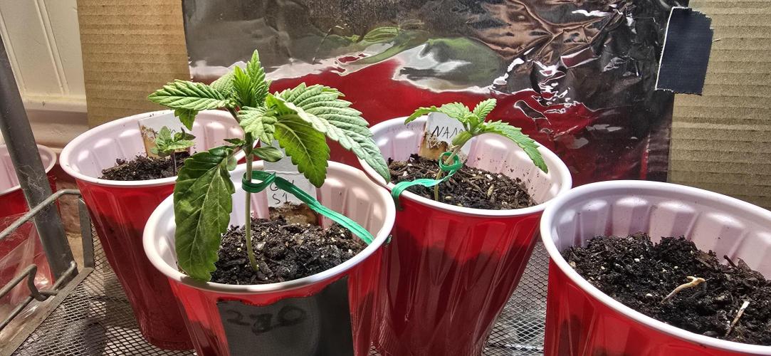 From seed. Week 1 - Final stretch at the end of week 1