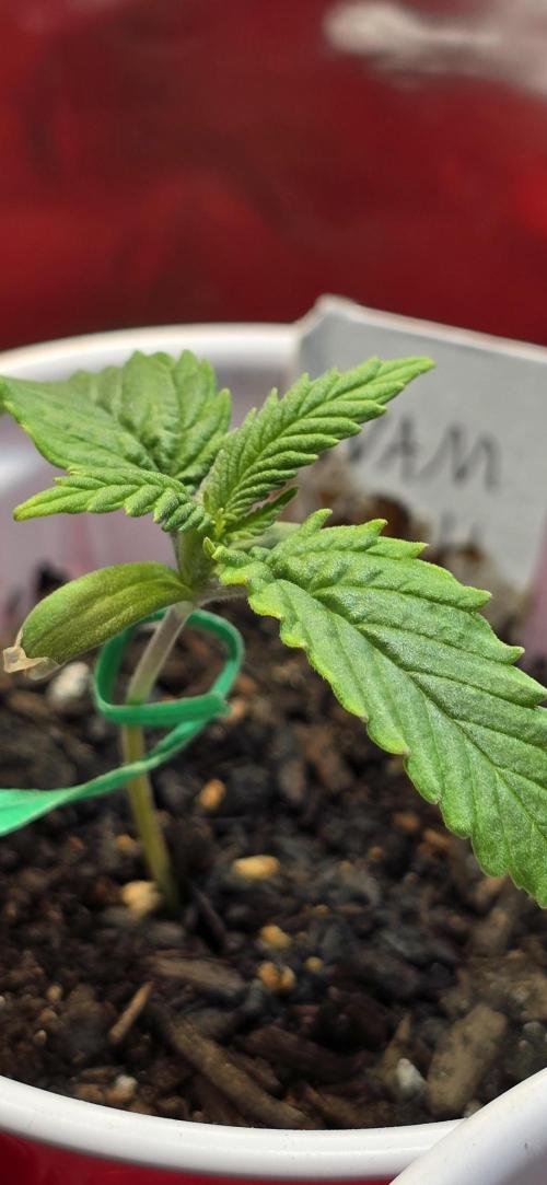 From seed. Week 1 - Nam wah looking healthy.