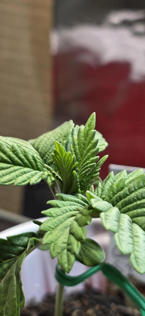 From seed. Week 1 - Gg4 praying already