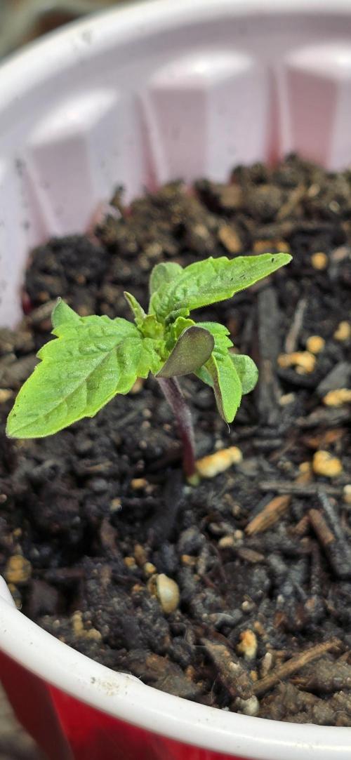 From seed. Week 1 - Kush mints getting freaky