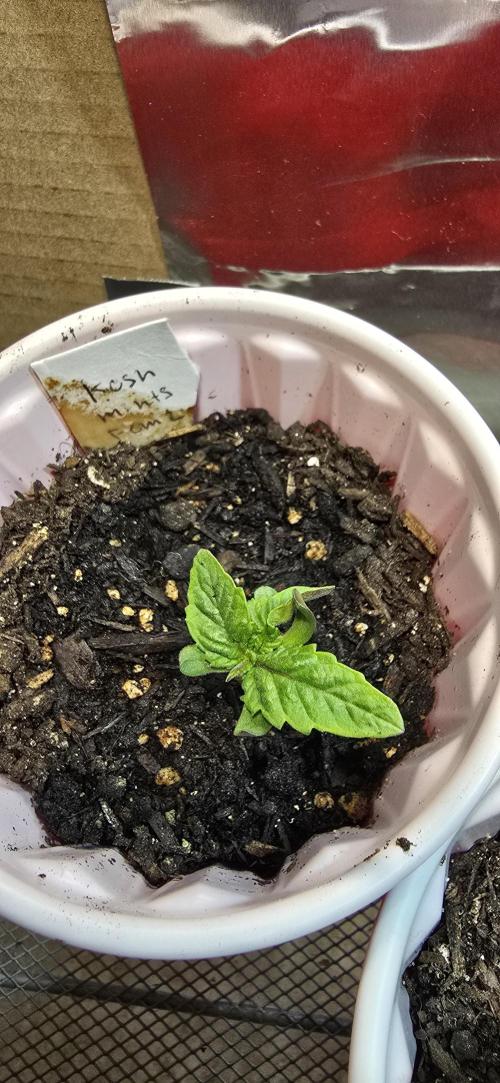 From seed. Week 1 - Ik some folks are interested in this fella so extra angles.