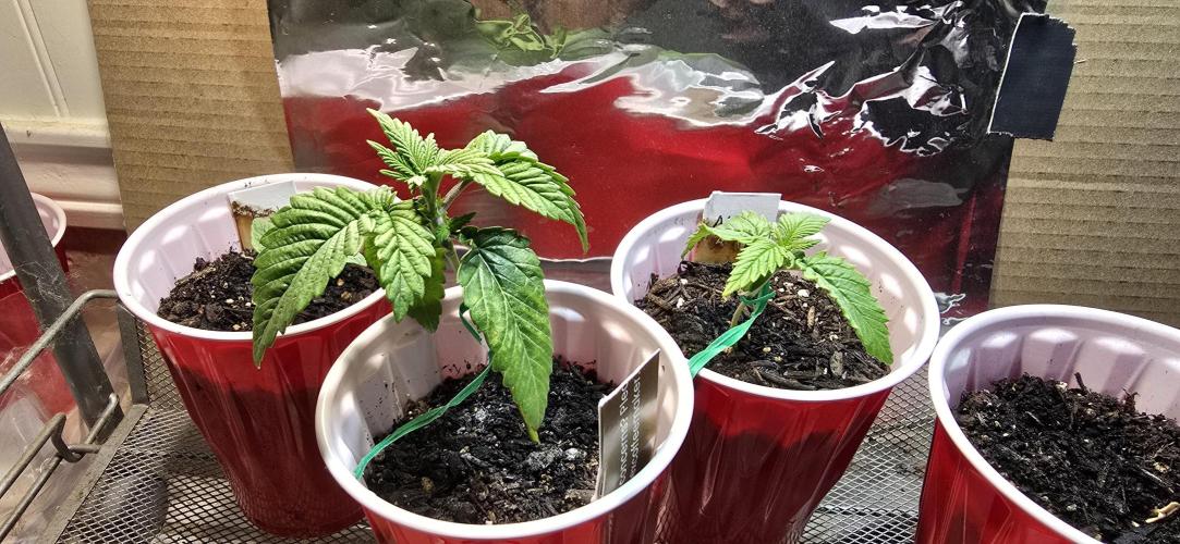 From seed. Week 2 - Day 1 week 2