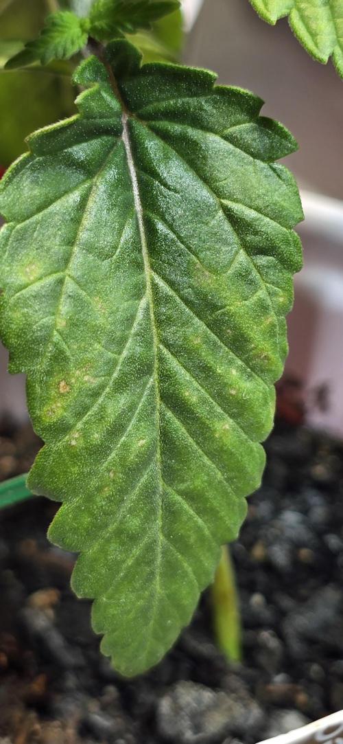 From seed. Week 2 - Gg4 showing this on its cotylydon leaves, I'll order some sensicalmag.