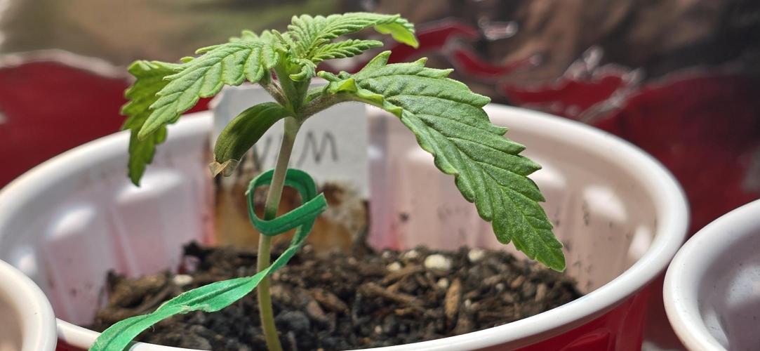 From seed. Week 2 - Nam wah looking healthy and unique