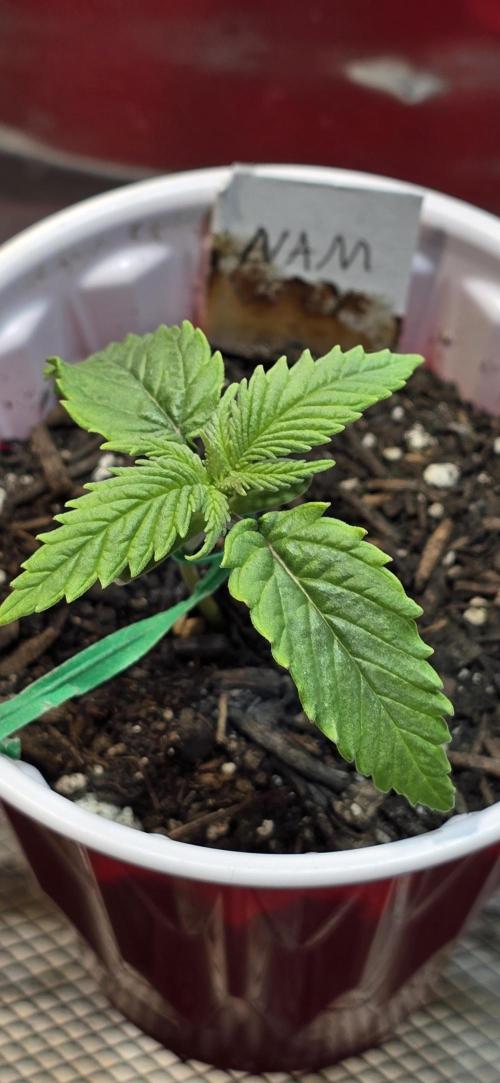 From seed. Week 2 - Looks like a spider.