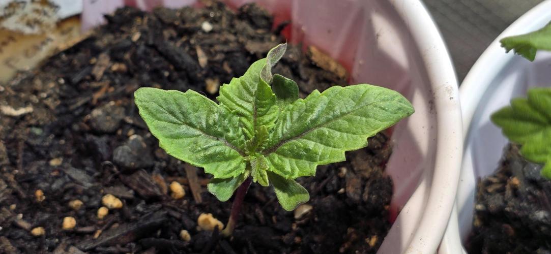 From seed. Week 2 - Tetra going crazy, excited to see how it's structured.