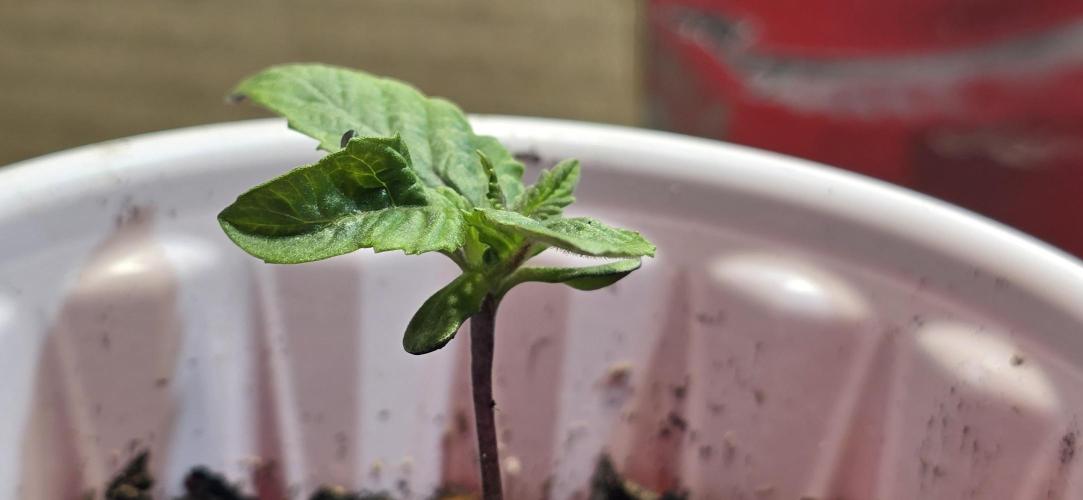 From seed. Week 2 - Enjoy