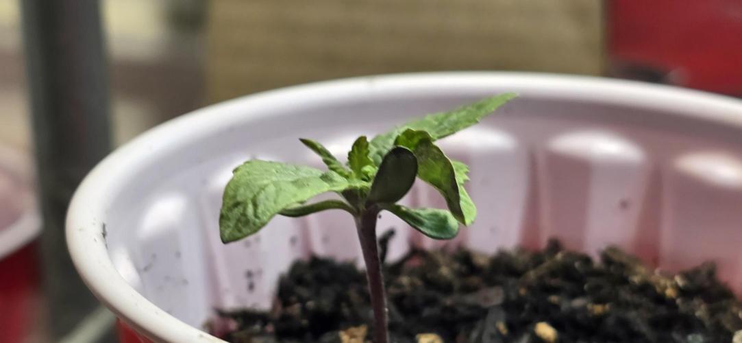 From seed. Week 2 - :)