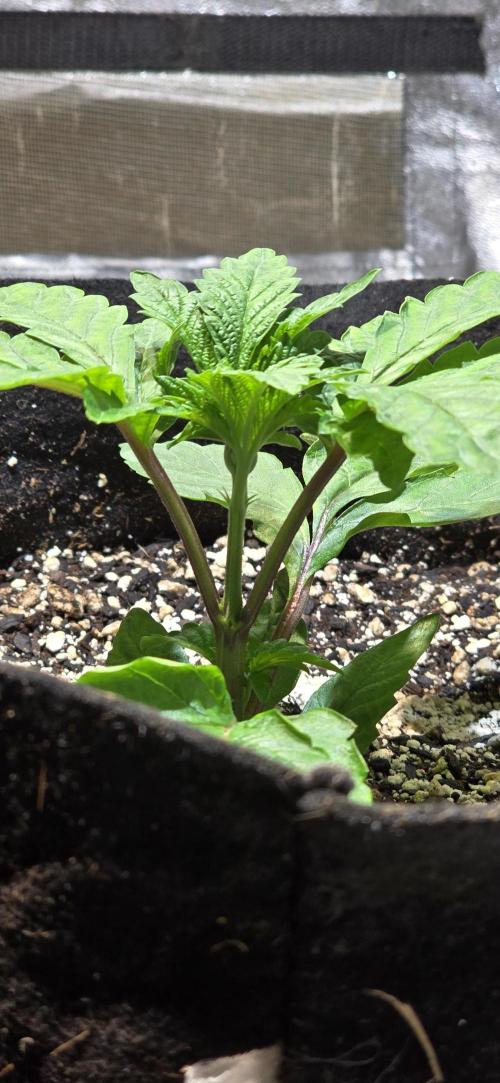 From seed. Week 4 - Beginning to wonder if this with have a productive structure or not.