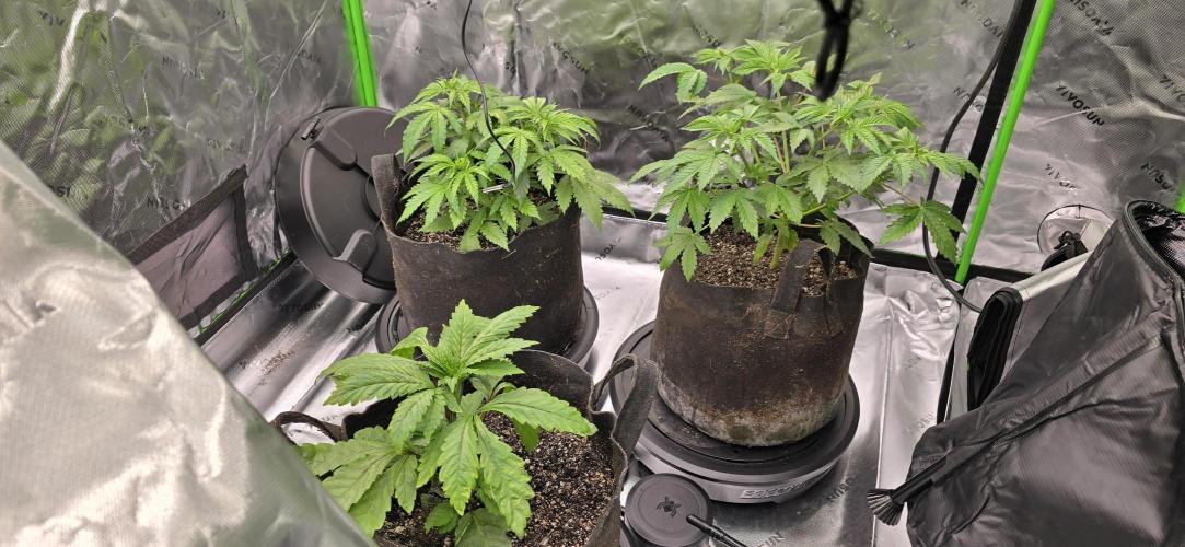 From seed. Week 5 - More space, spidefarmer wick system 