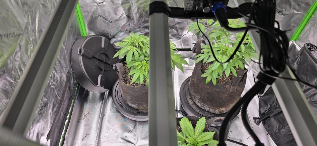 From seed. Week 5 - Upgrades