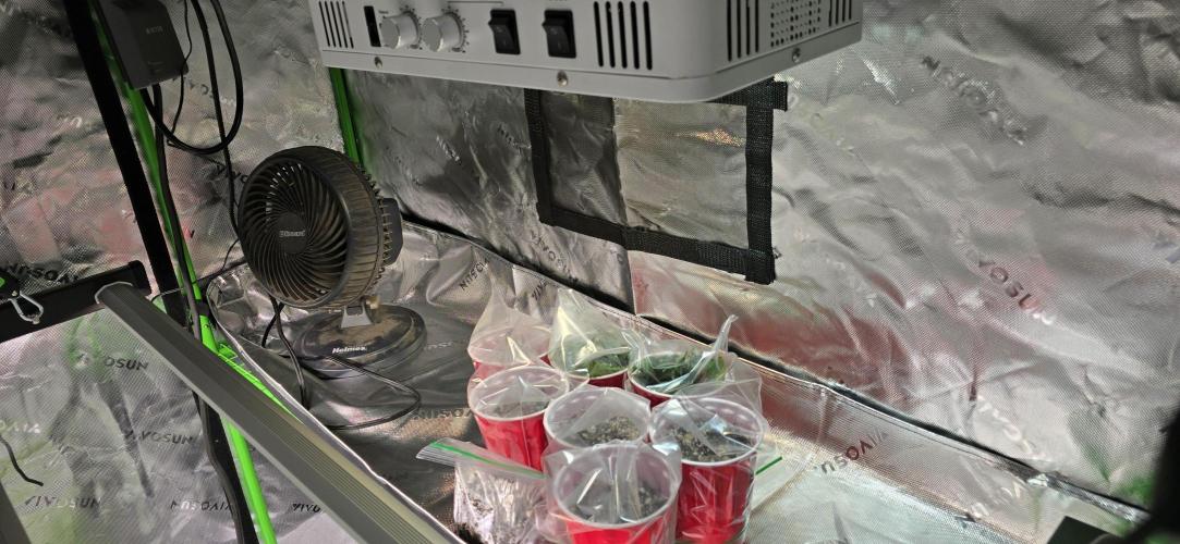 From seed. Week 5 - Nursery with cooking herbs