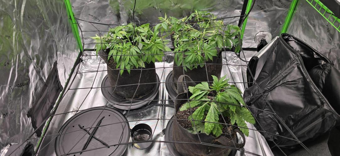 From seed. Week 5 - They are drinking now