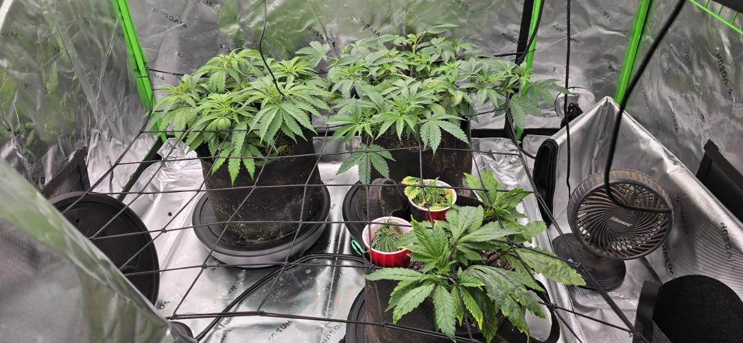 From seed. Week 6 - Nam wah left, gg4 s1 right, kush mintz up front. 