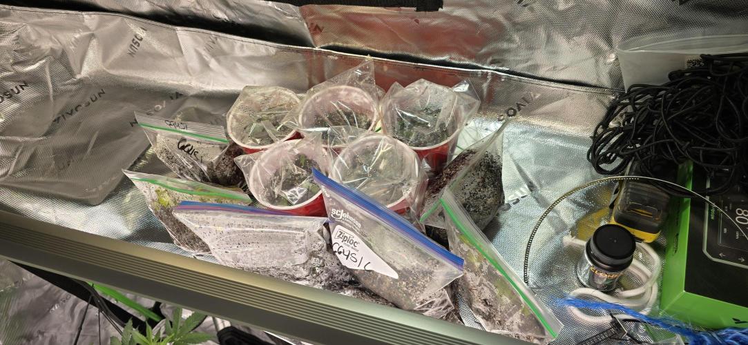 From seed. Week 6 - Clone space and herb garden