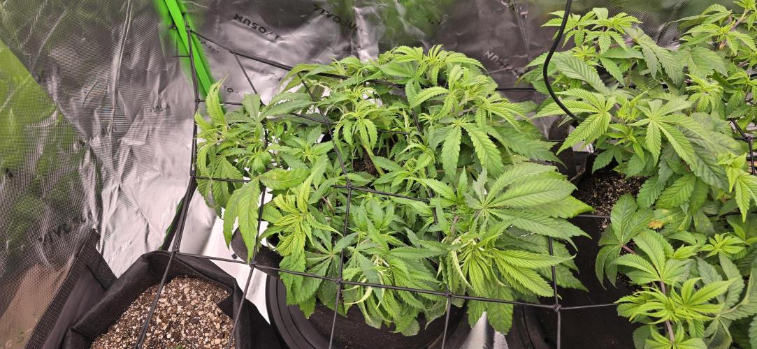 From seed. Week 6 - 12/11