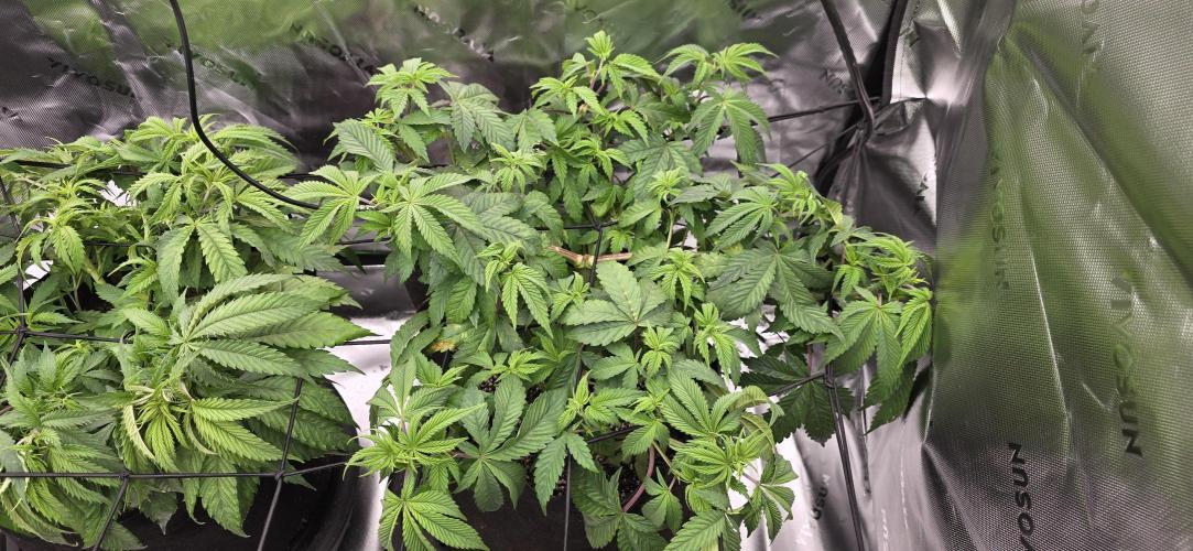 From seed. Week 6 - 12/11