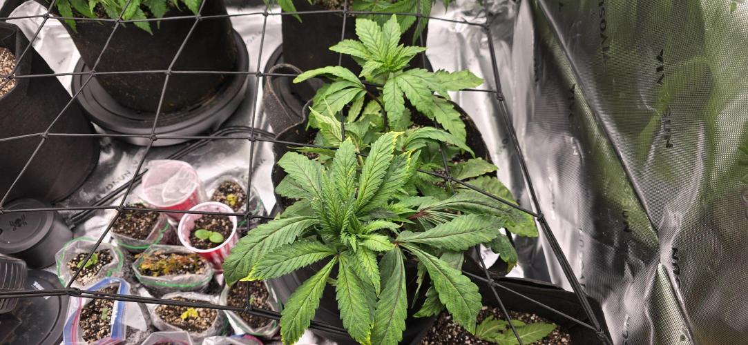 From seed. Week 6 - 12/11