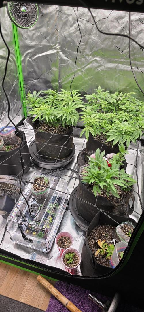 From seed. Week 7 - 12/16