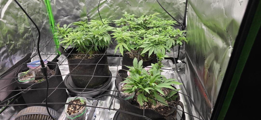 From seed. Week 7 - 12/16