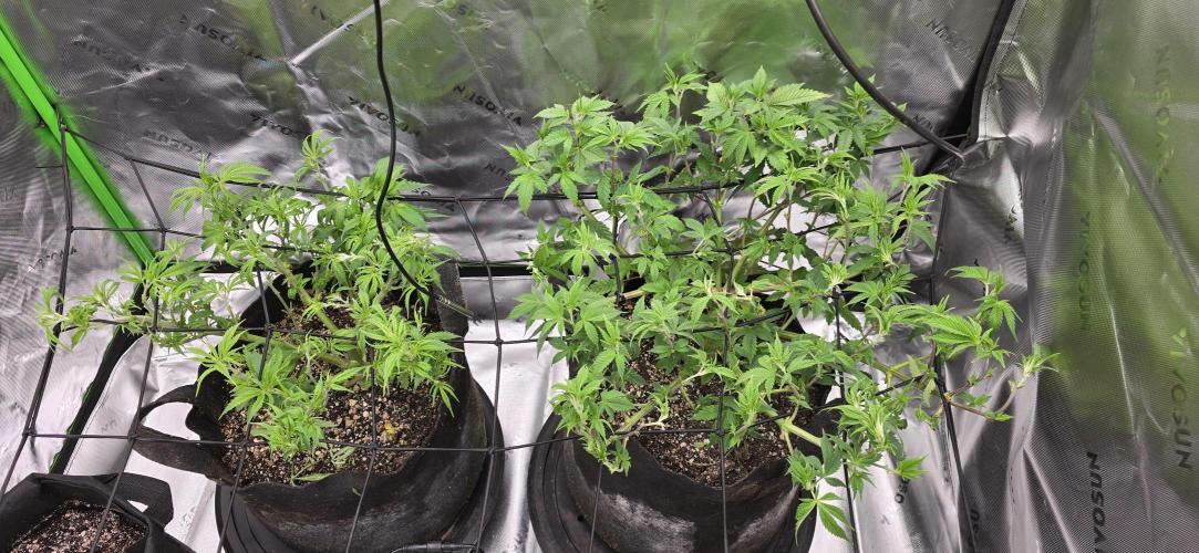 From seed. Week 7 - Defol