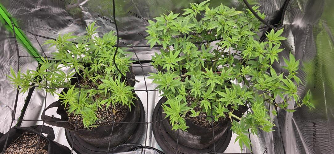 From seed. Week 7 - Next morning