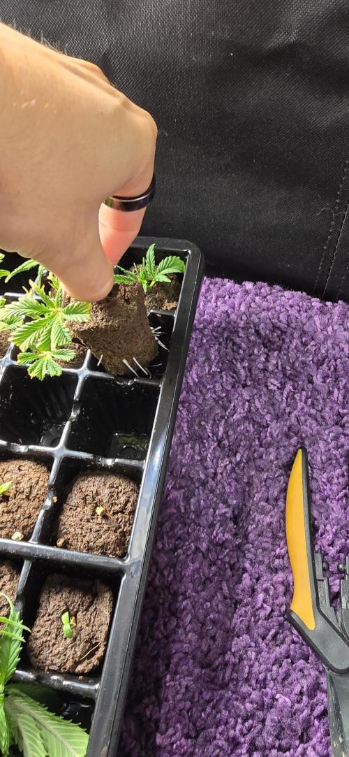 From seed. Week 7 - Gg4s1 cutting popped, idk the pheno yet but it's super vigorous. 