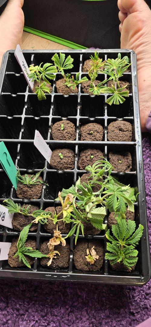 Mini Chocolope pheno hunt. Week 0 - 12/19 All popped in the ac infinity propagation chamber, coaxed seed shell off 3