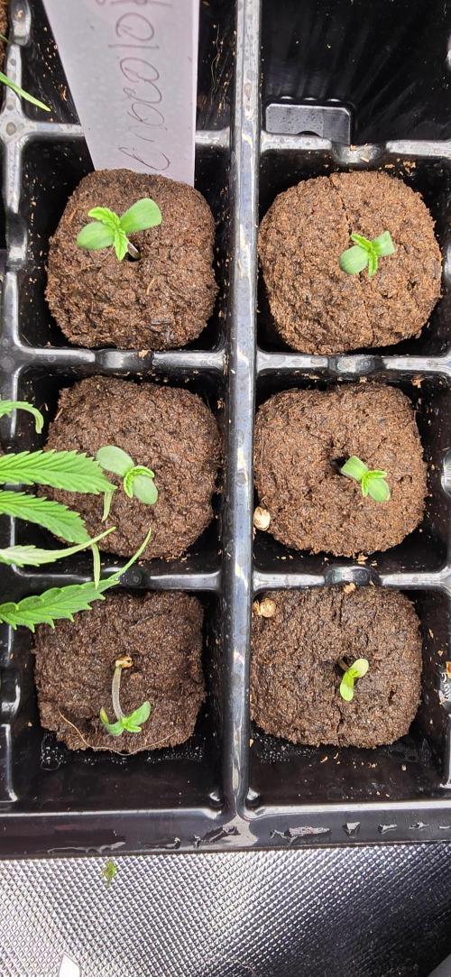 Mini Chocolope pheno hunt. Week 0 - 12/20