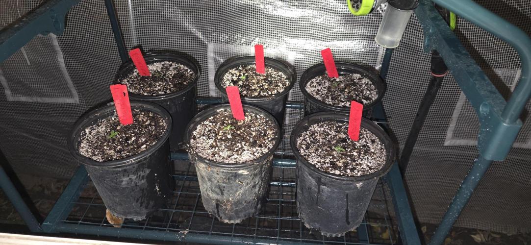 Mini Chocolope pheno hunt. Week 1