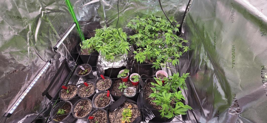 From seed. Week 8 - 12/22