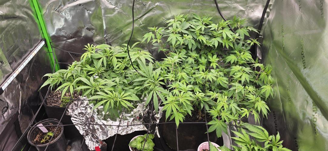 From seed. Week 8 - 12/25 merry christmas