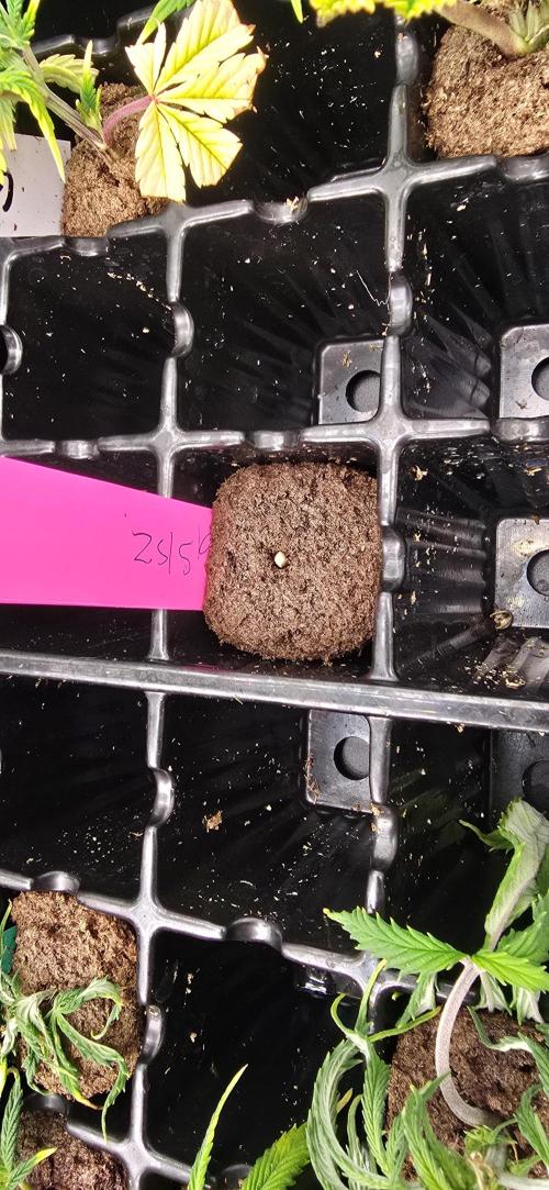 I c purple punch I pop. Week 0 - 12/26