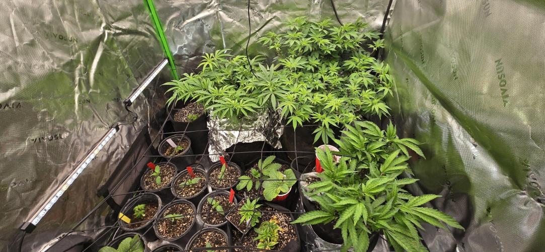 From seed. Week 8 - 12/27