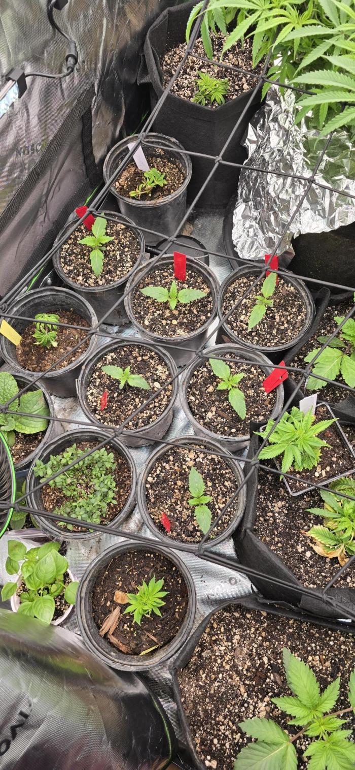 Mini Chocolope pheno hunt. Week 2 - 12/28