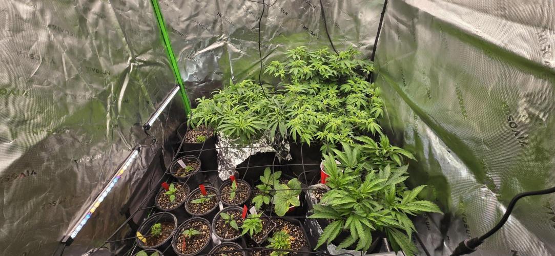 From seed. Week 9 - Need to flip soon, waiting on a 4th plant to throw in. 