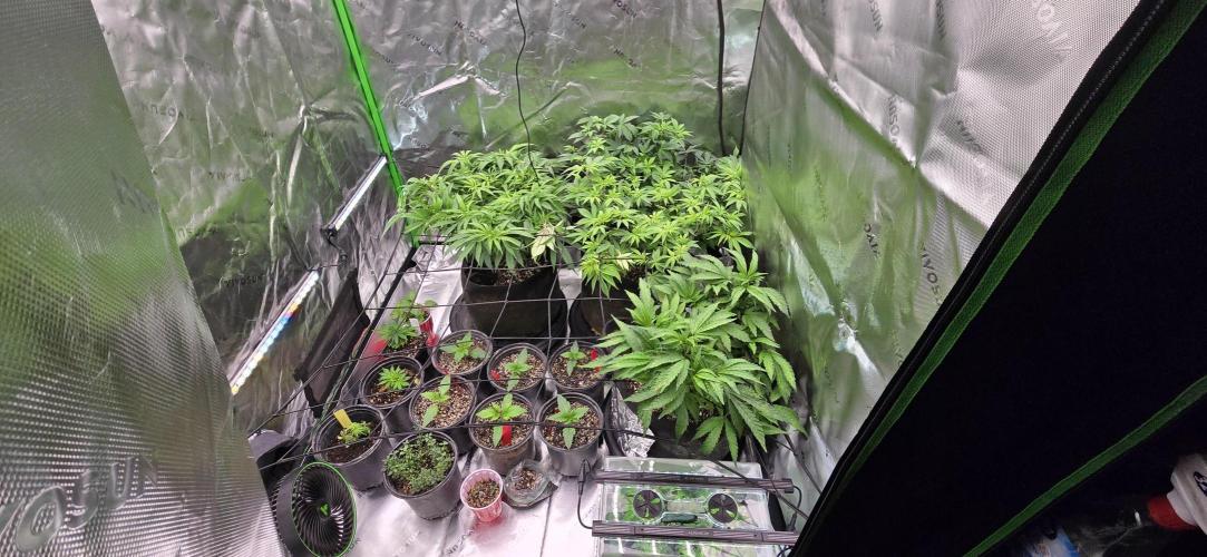 From seed. Week 9 - Took some clones off the gg4, maybe next round I will clone the gg and Nam wah. 