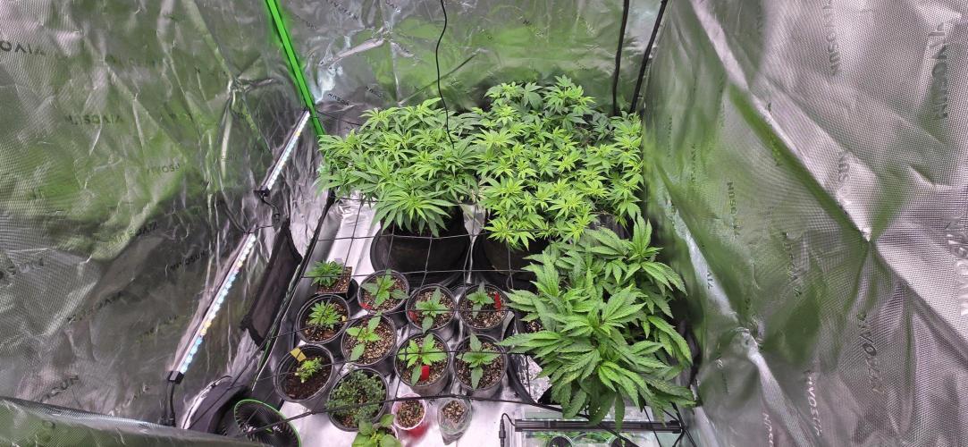 From seed. Week 8 - 12/31